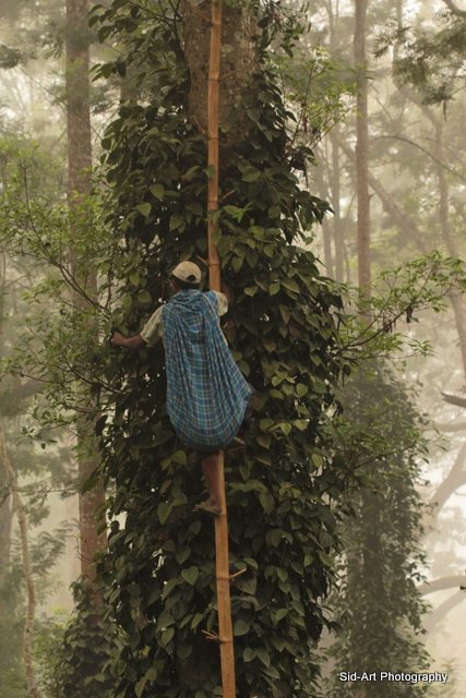 A field worker tending a mature crop beneath a forest canopy