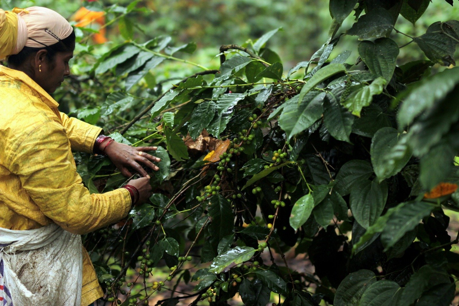A field worker tending coffee plants