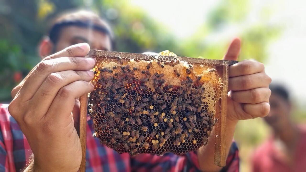 A beekeeper examining a live honeycomb