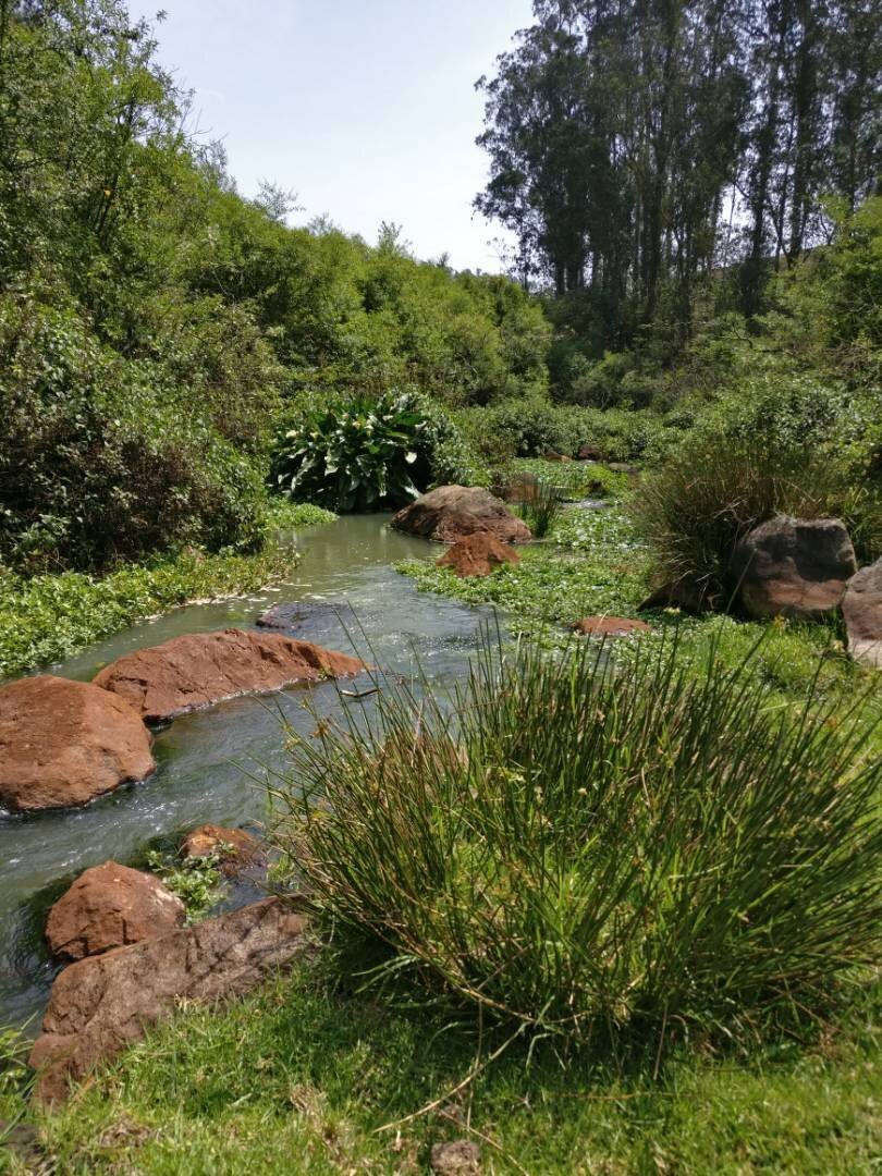A constructed wetland treatment bed