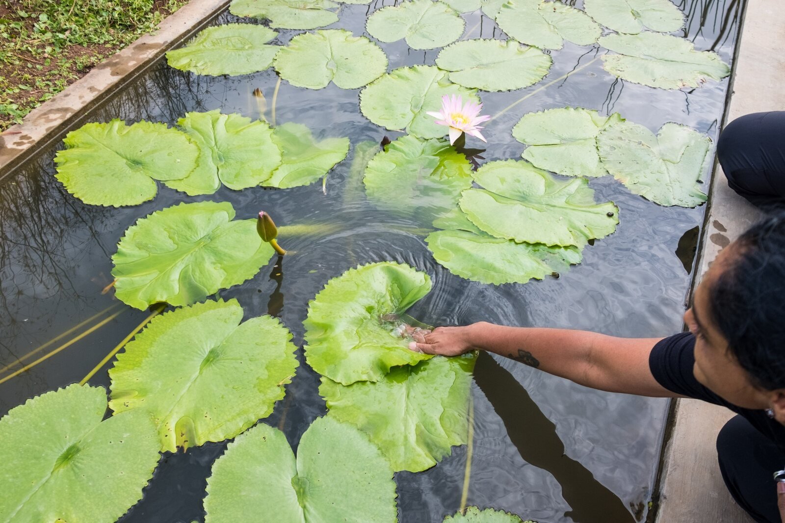 A pond organised into living planting zones
