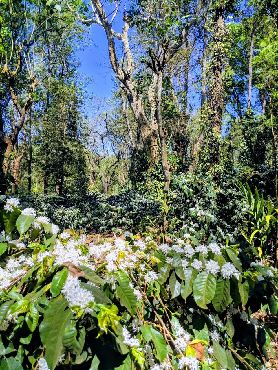 Yemmegundi Estate, Suntikoppa, Coorg