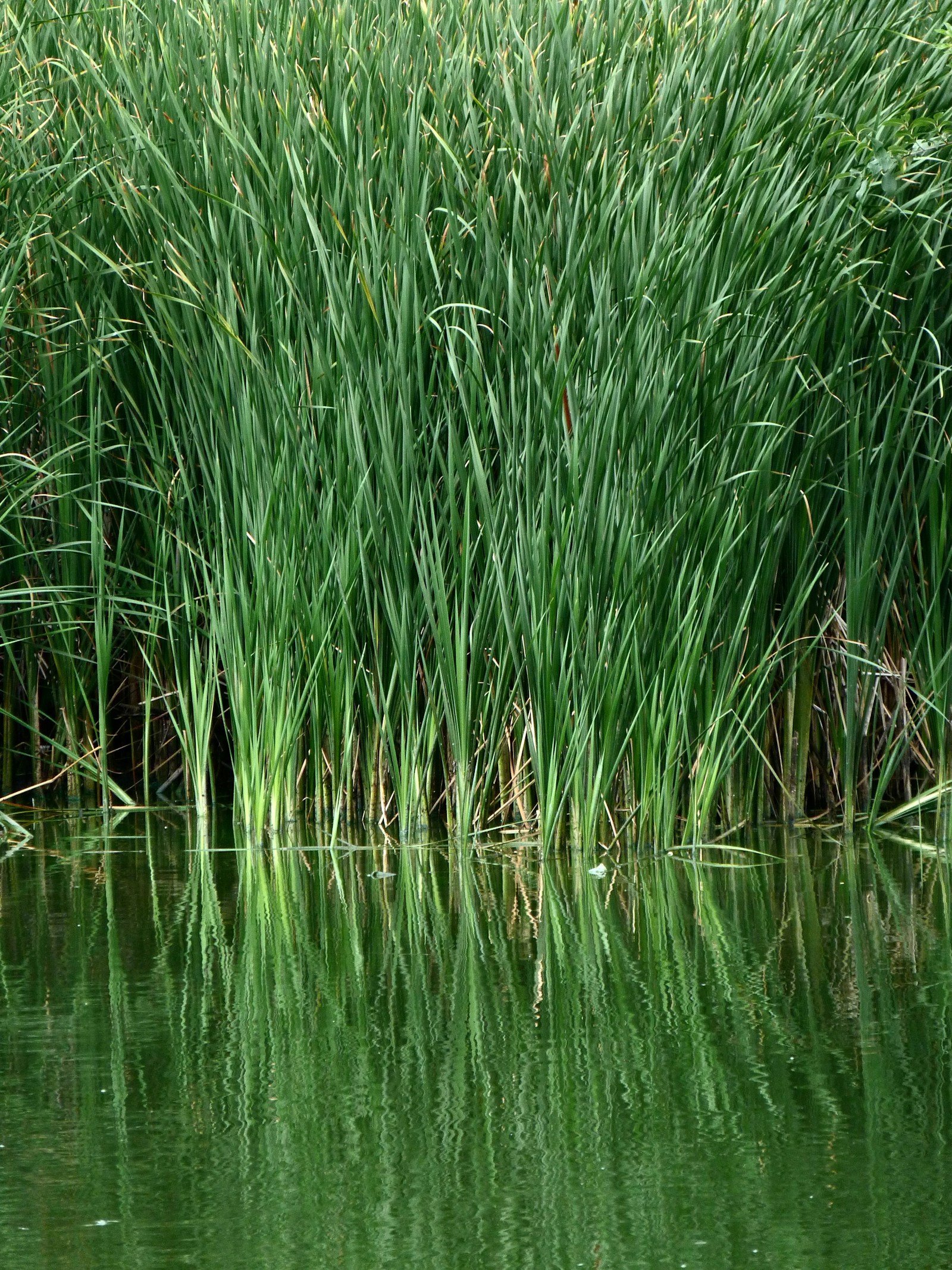 Wetland plants slowing water at the edge
