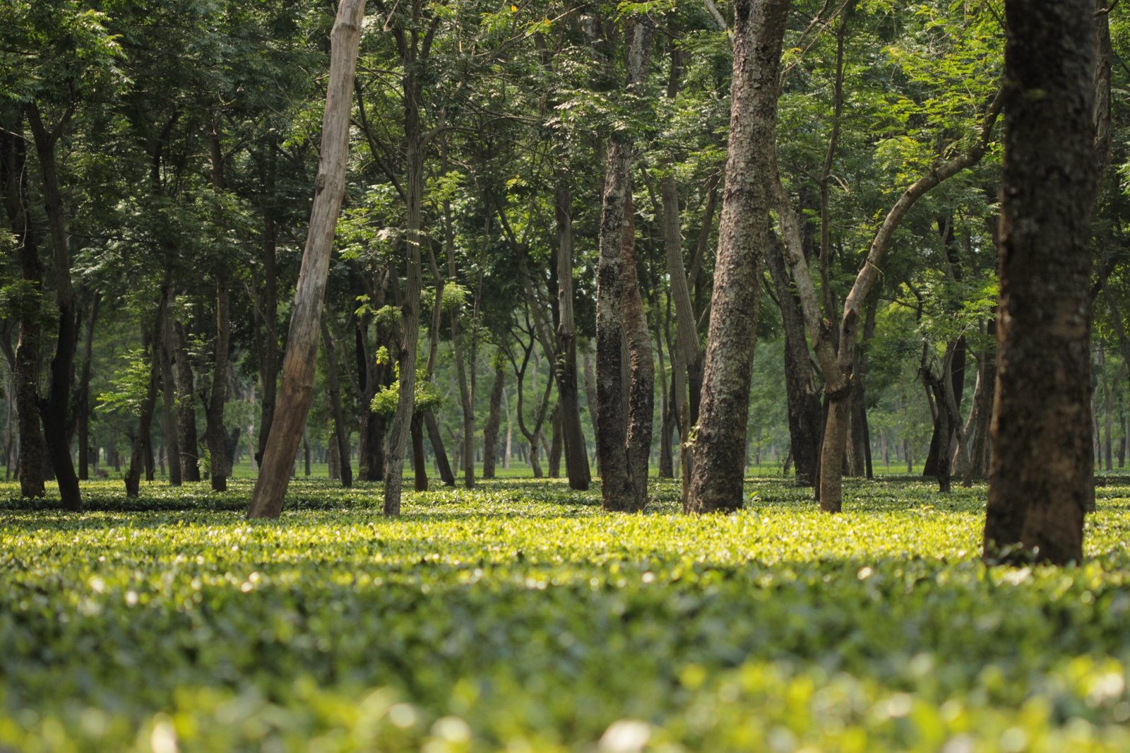 A living forest canopy with established trees and dense groundcover
