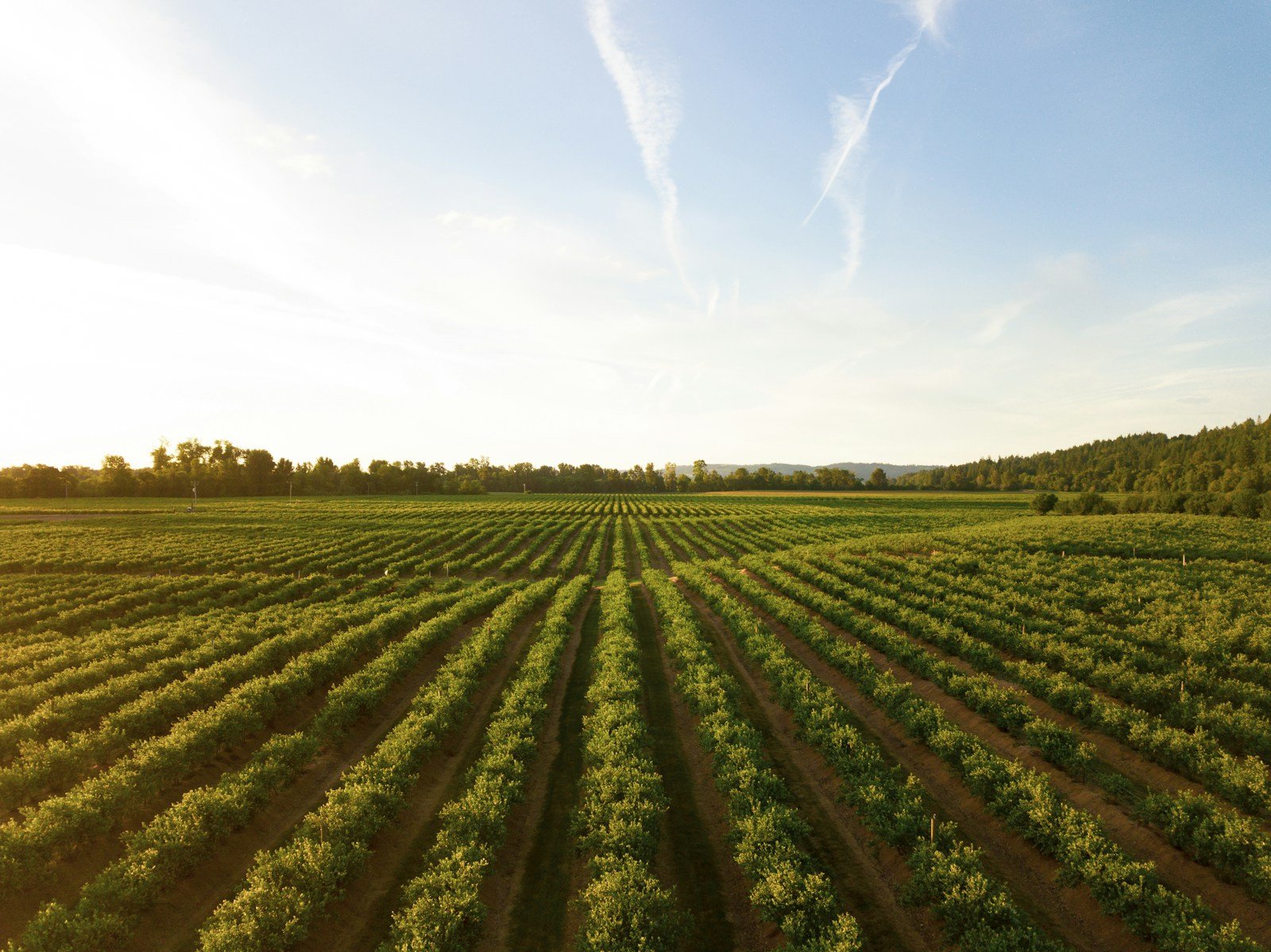 Cultivated land being read as a complete growing system
