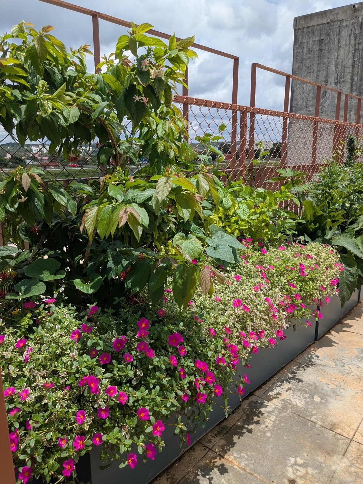 A planted rooftop habitat combining dense foliage and flowering species