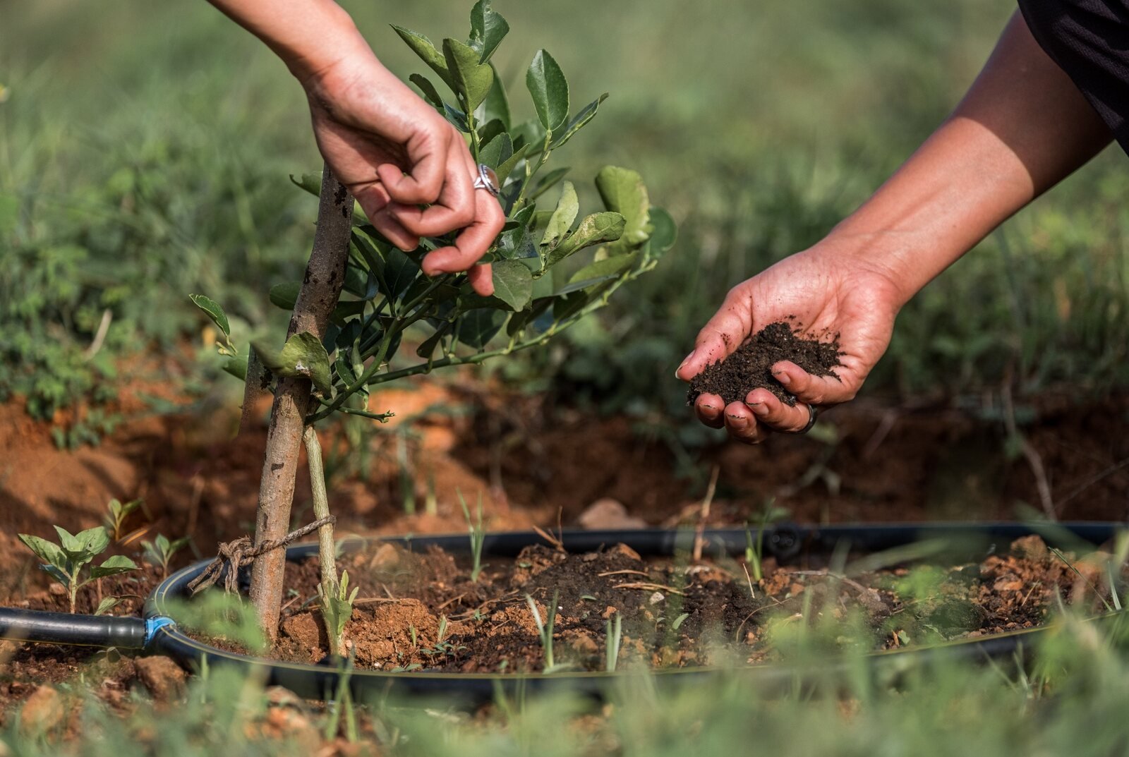 Hands tending a young citrus tree with healthy soil in a regenerative field