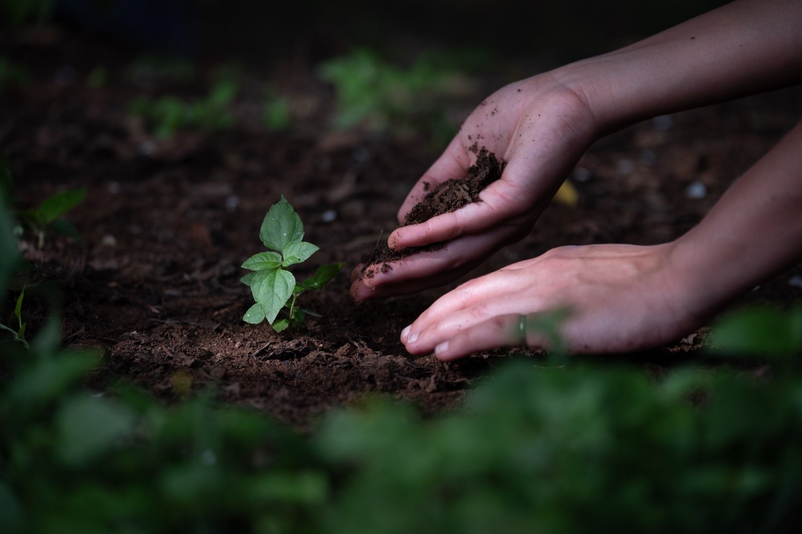 Organic biomass being returned through a productive farm loop