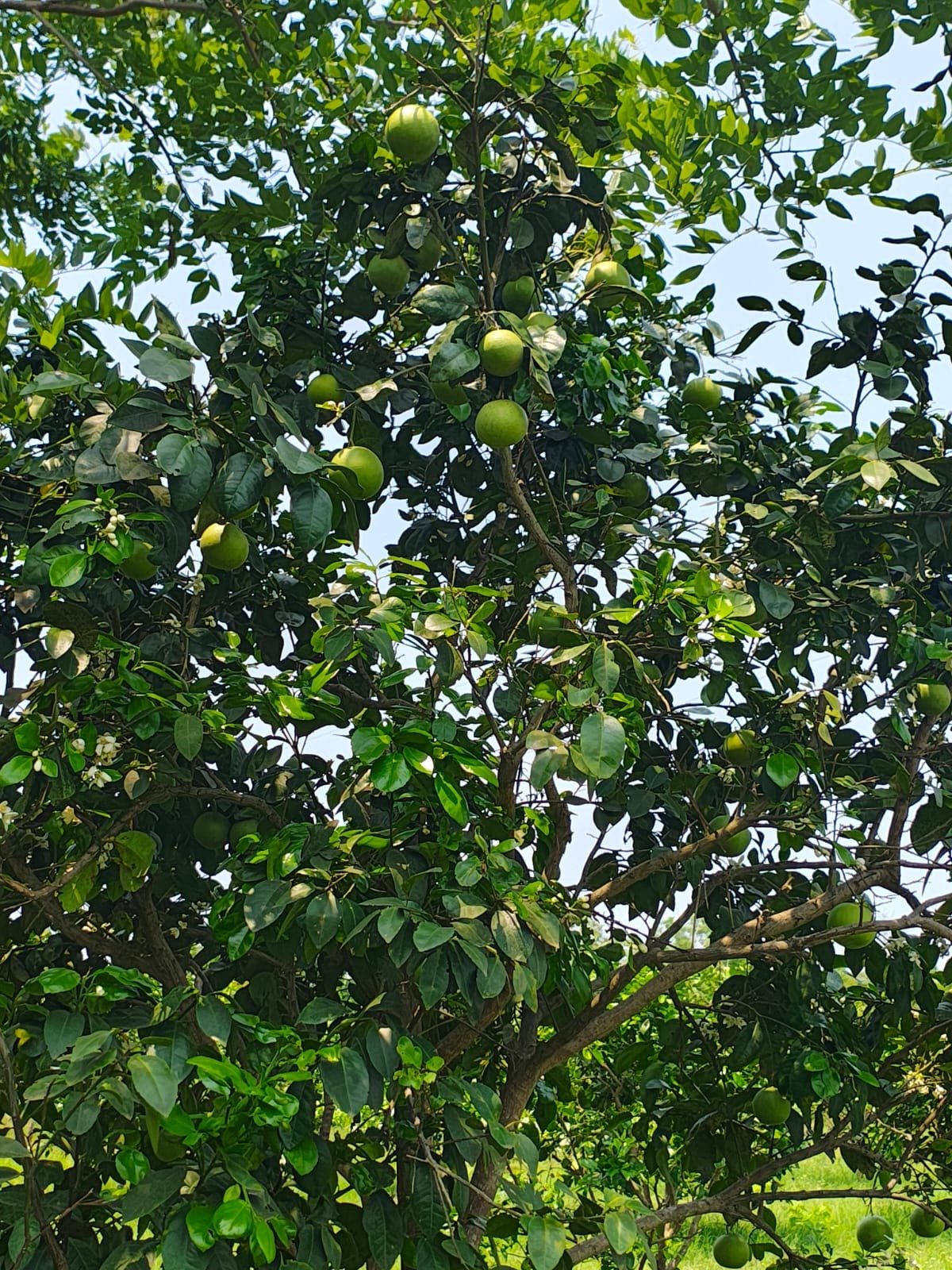A Firefly living lab showing the system in practice
